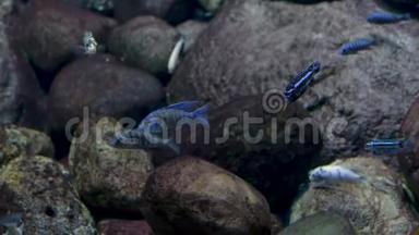 水族馆。 石头背景。 一群蓝色条纹<strong>的小鱼</strong>在<strong>游泳</strong>。